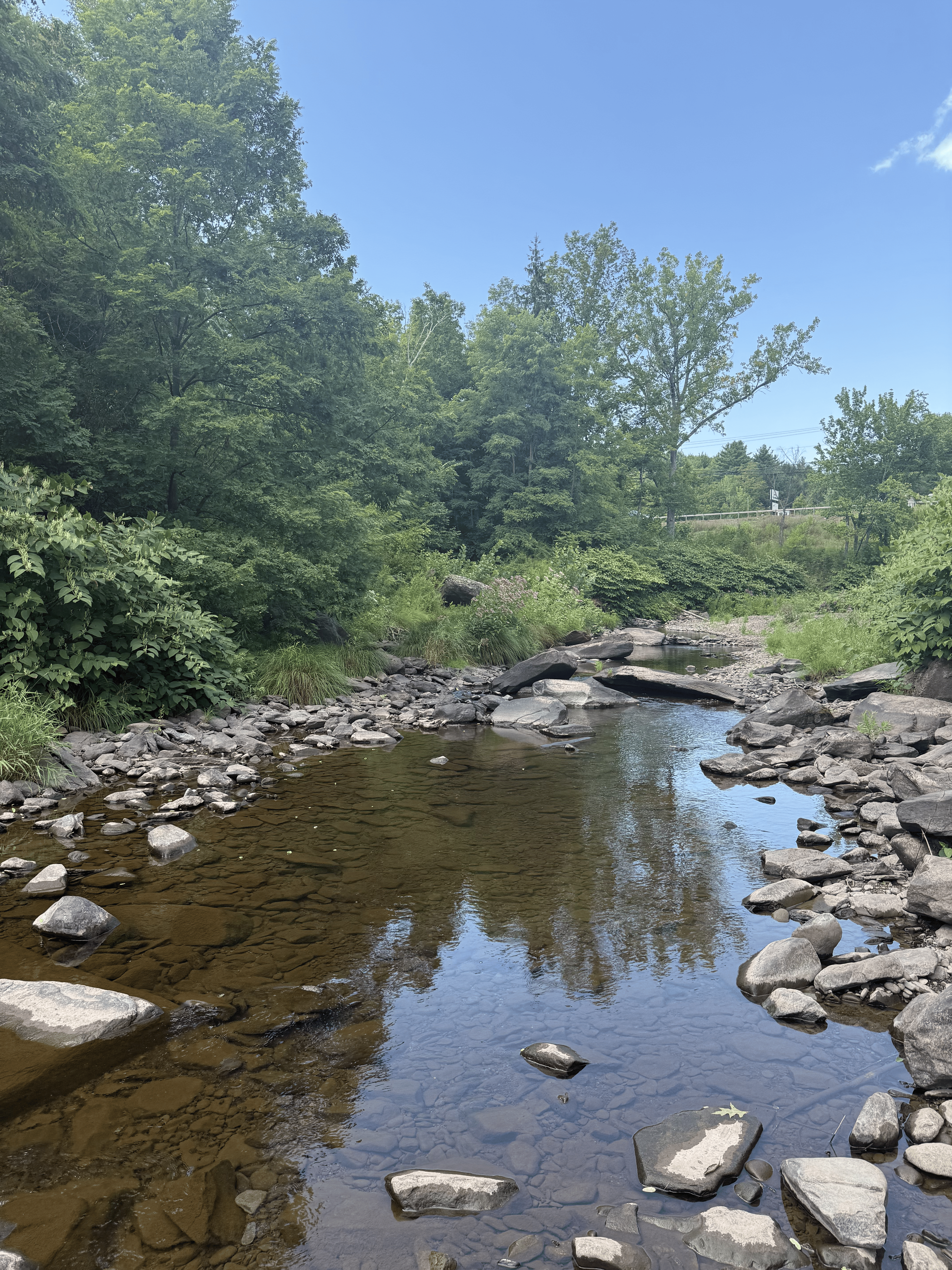 Wading in the creek